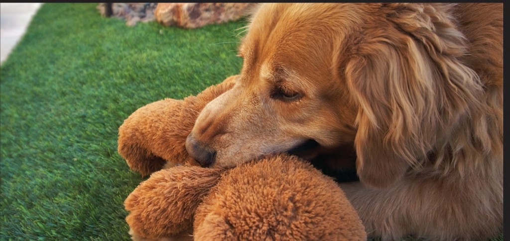 Dog playing with stuffed animal on artificial grass