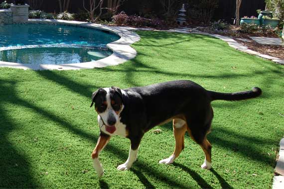 Dog playing on artificial pet grass backyard