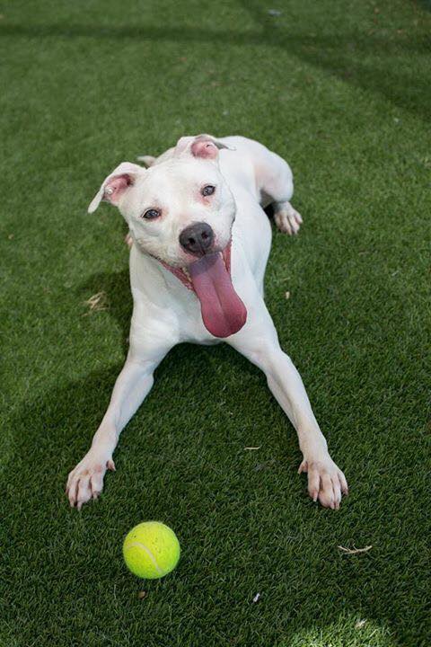 white dog on pet turf