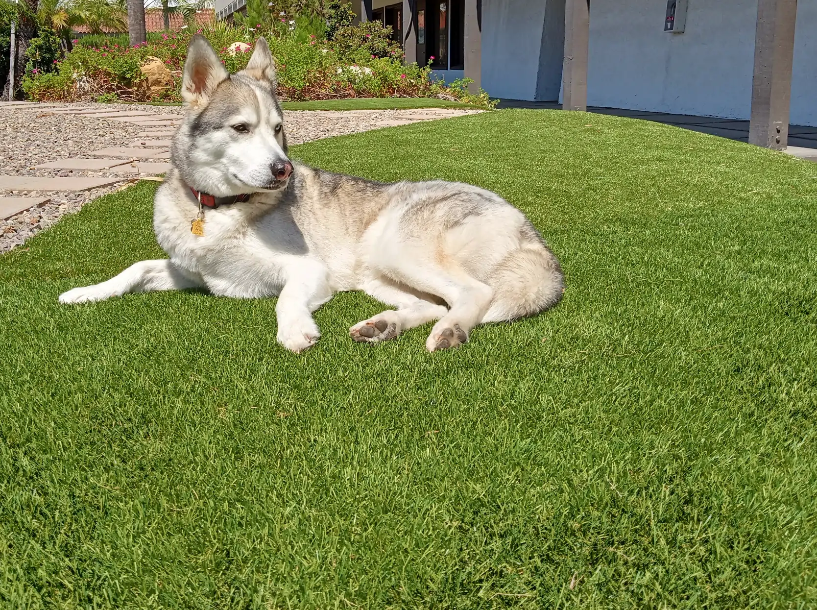 PetTurf4 dog laying on oklahoma pet turf backyard