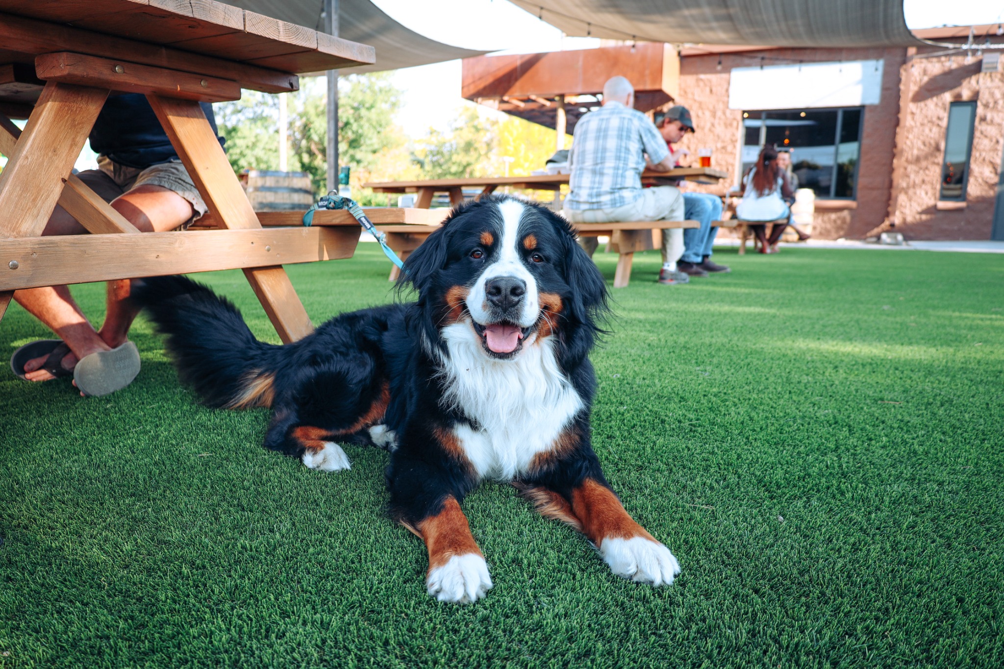 Dog Relaxing on Oklahoma Artificial Turf Patio