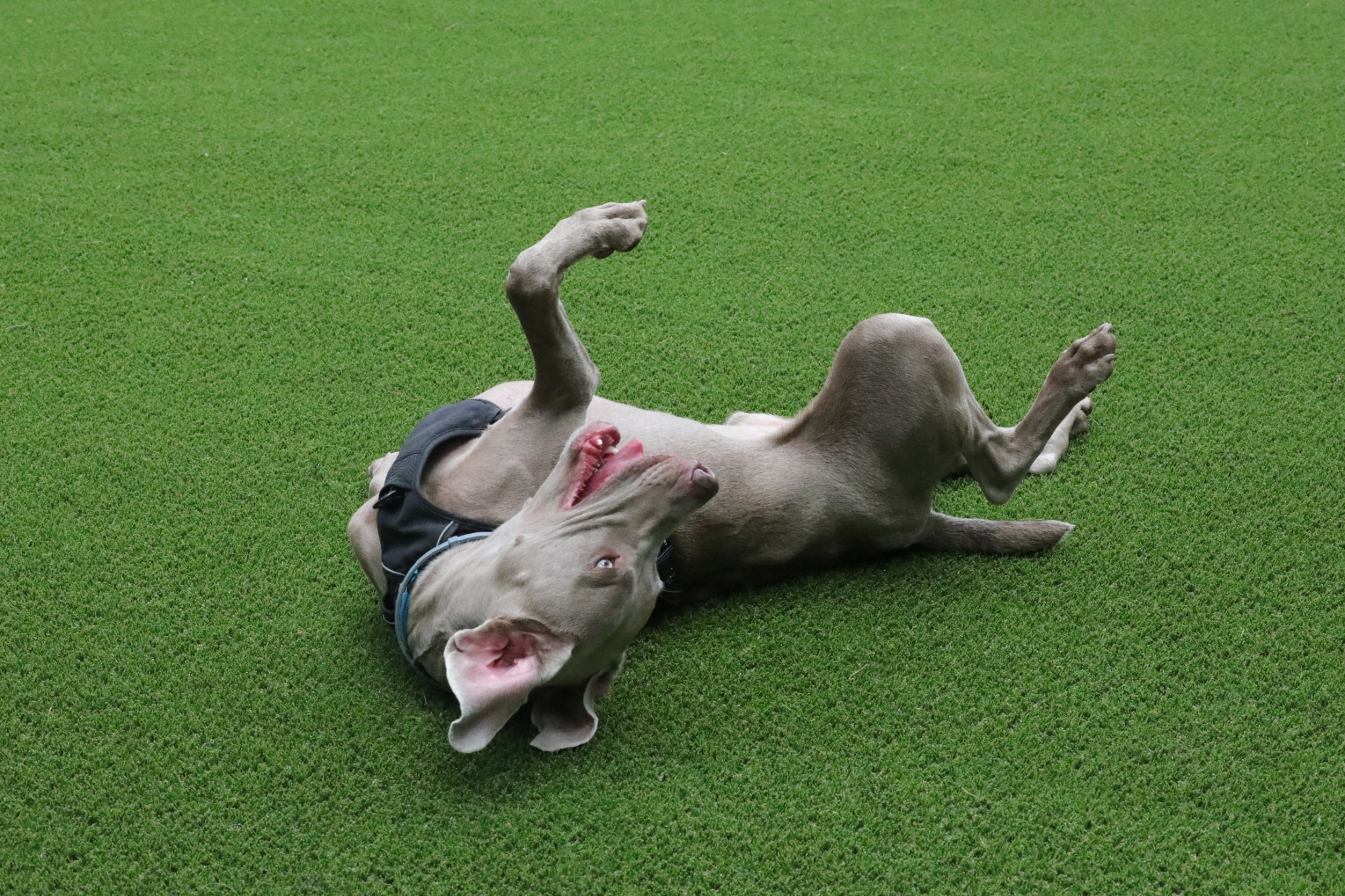 Dog Rolling on Artificial Turf Dog Run Dog Rolling on Oklahoma Artificial Turf Dog Run