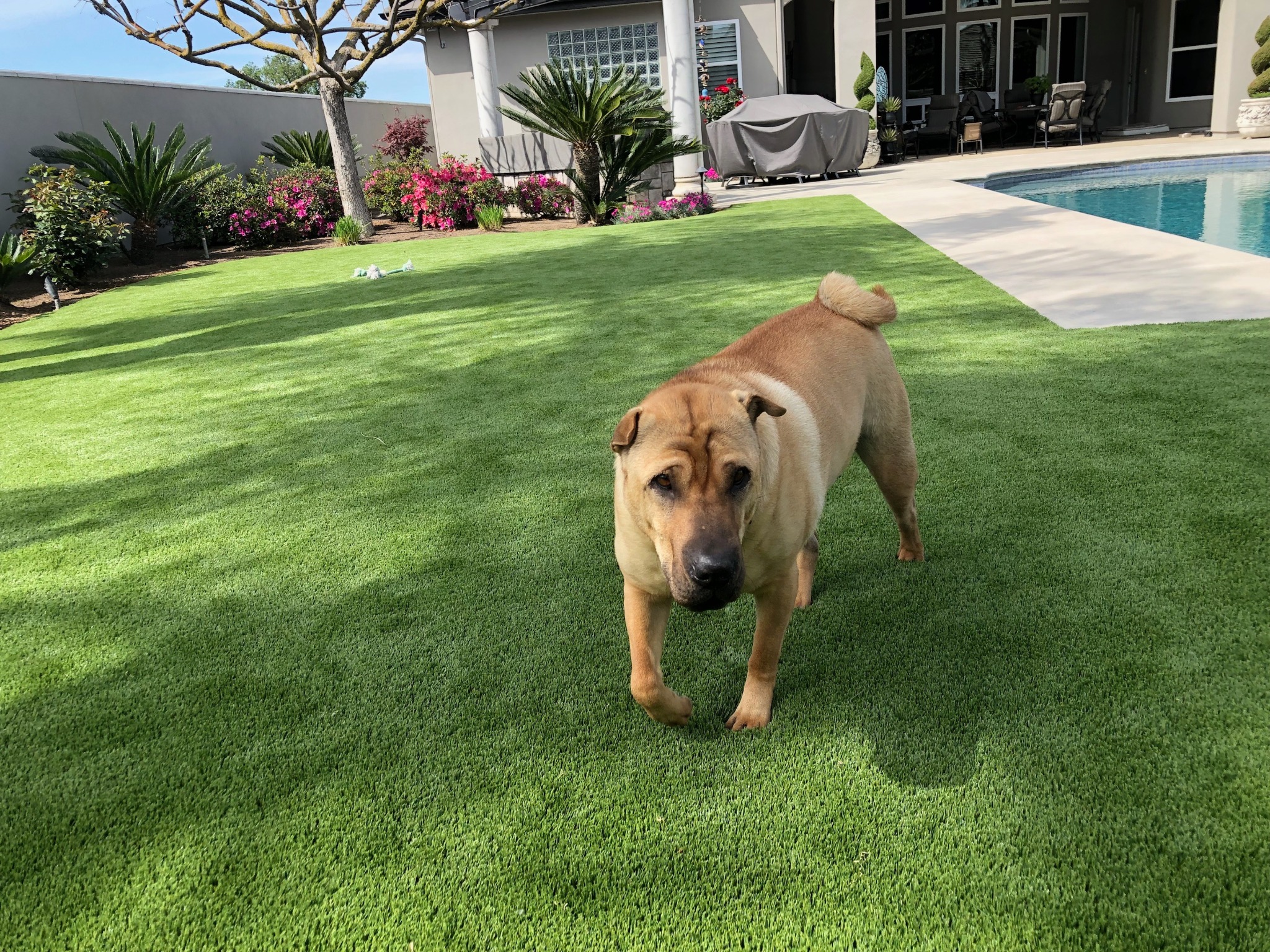 Dog on Residential Artificial Grass Lawn Dog on Residential Oklahoma Artificial Grass Lawn