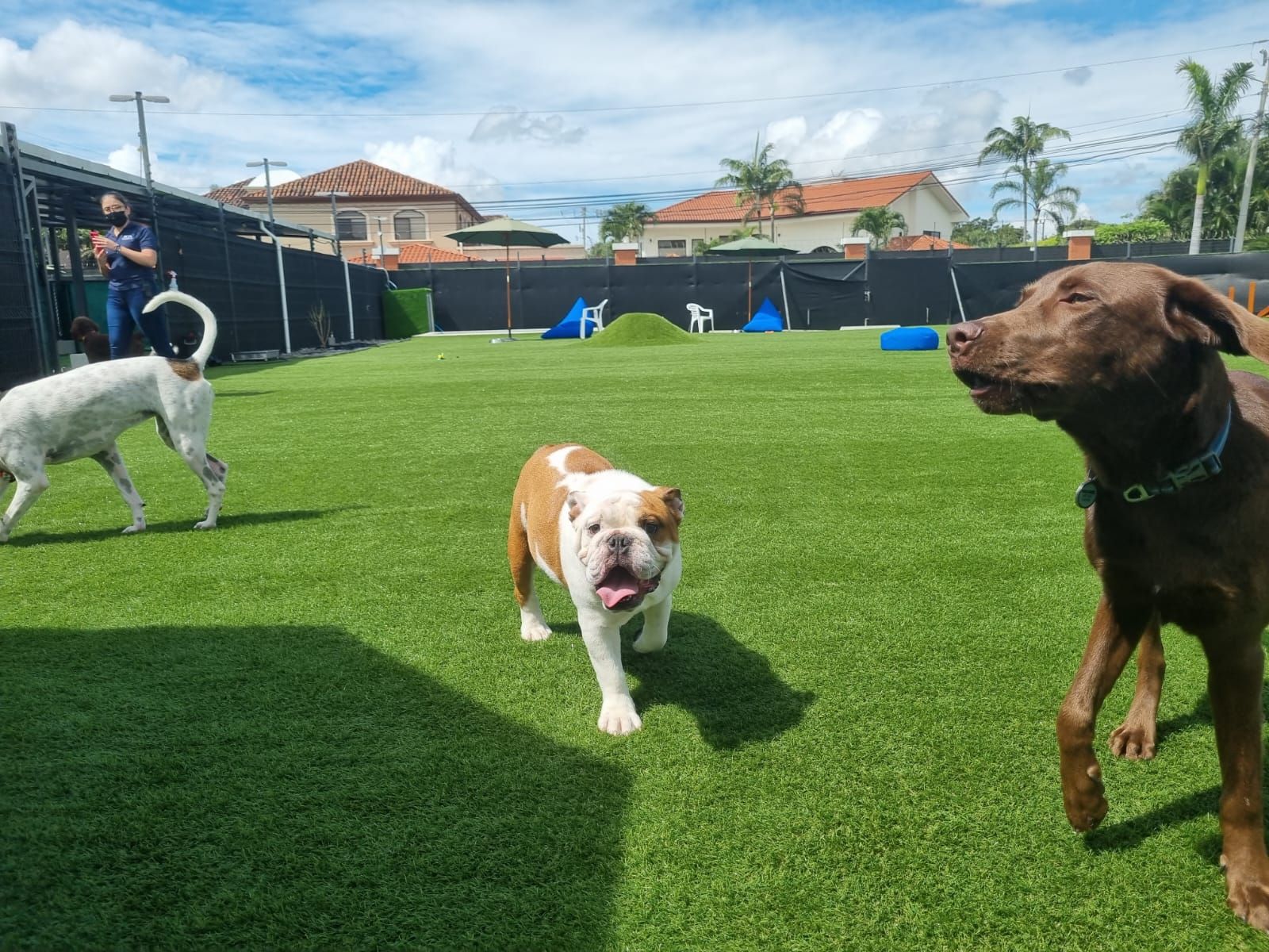 FHx5gUZA Commercial Oklahoma Pet Turf