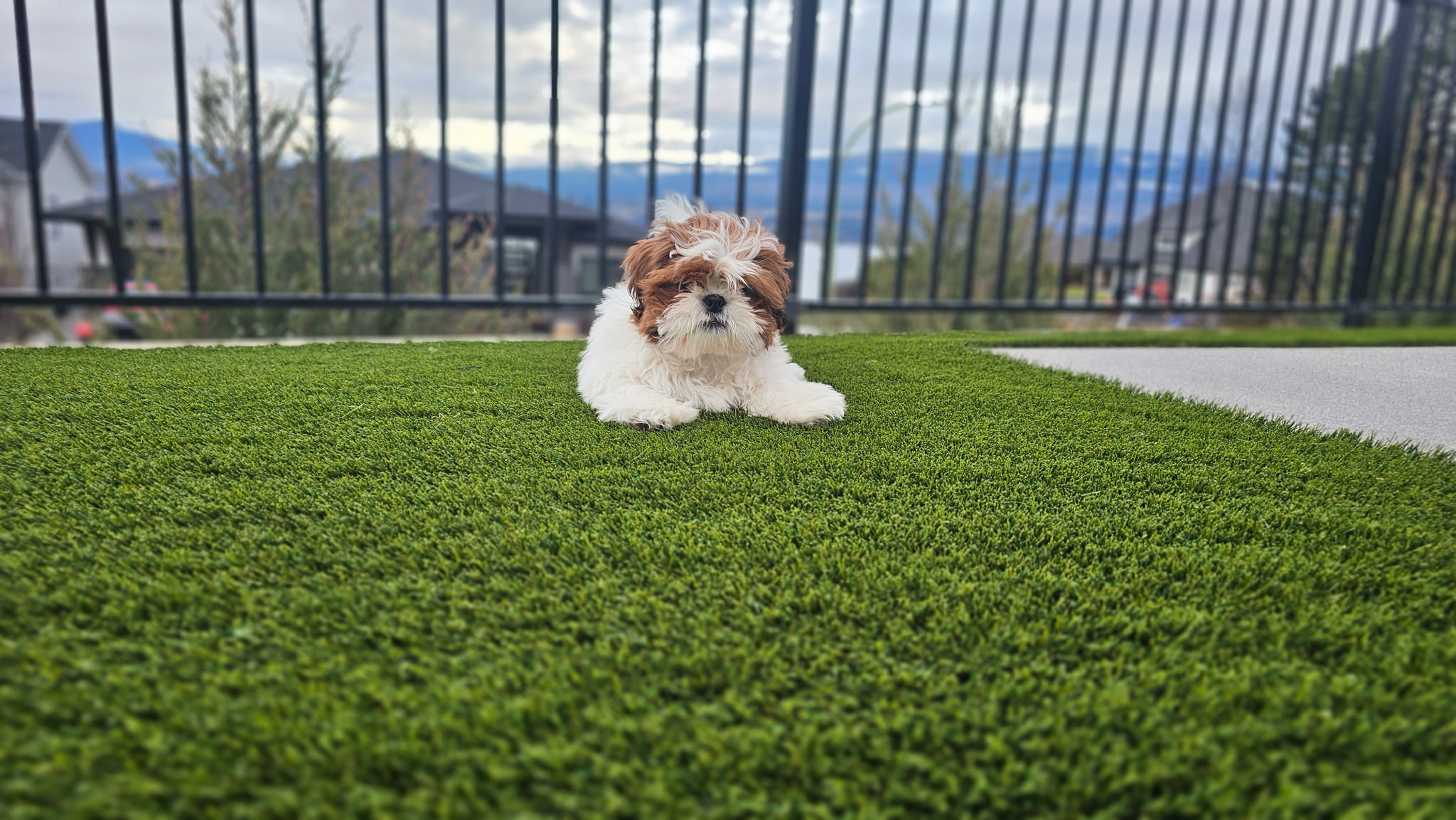 Puppy on Balcony Artificial Turf Puppy on Balcony Oklahoma Artificial Turf